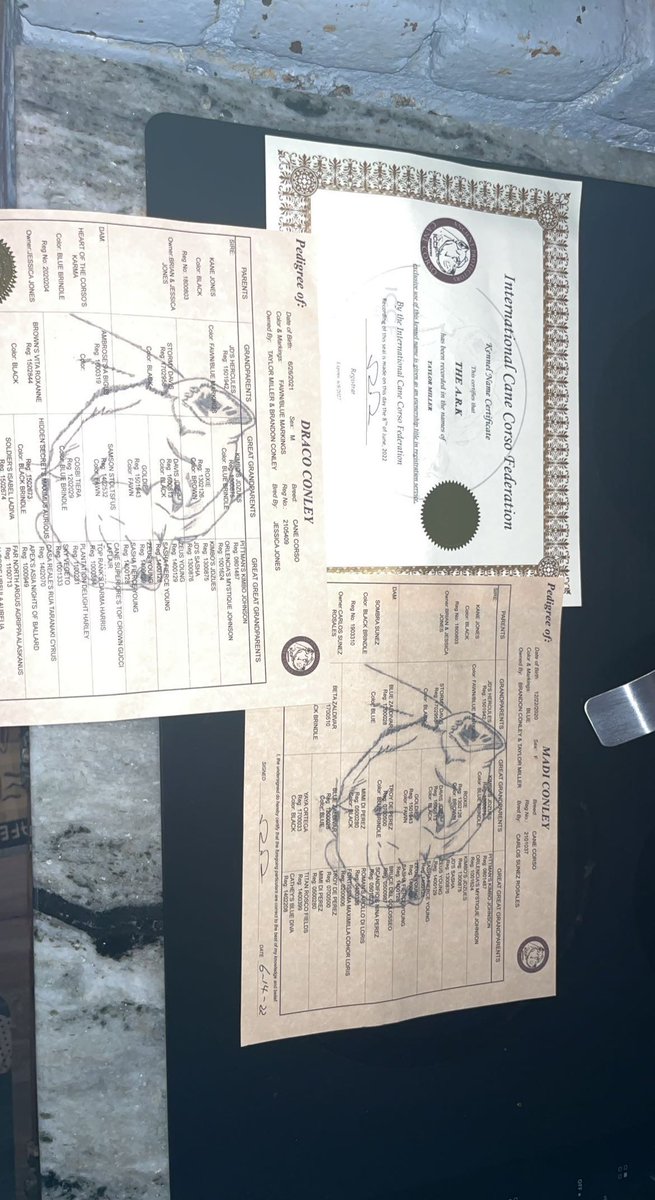 Did you know my company and my first litter was named after <a href="/CW_The100/">The 100</a> and I finally got to experience my first <a href="/conageddon/">Conageddon</a> 😍 I’ve got three beautiful females left join The A.R.K today check out our website as well for our board and training services too!