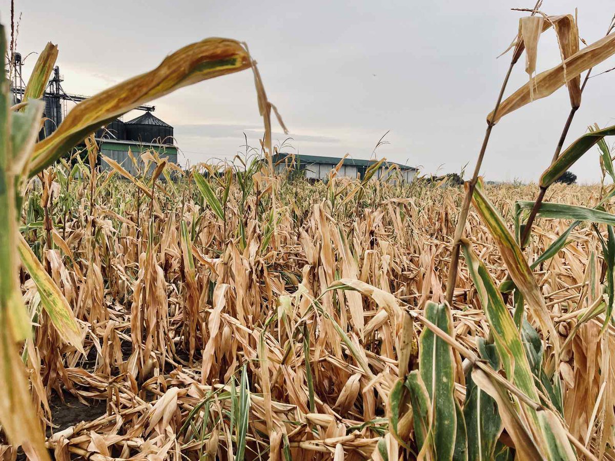 vimeksim's tweet photo. Severe storm with ice ⛈ has damaged even more already crippled corn and beans ⚠️ forecast of yield dropping every day 
#Serbia #corn #beans #grains #yeld #storm #Vimeksim #VimeksimSrb https://t.co/GHMIIFQ2nQ