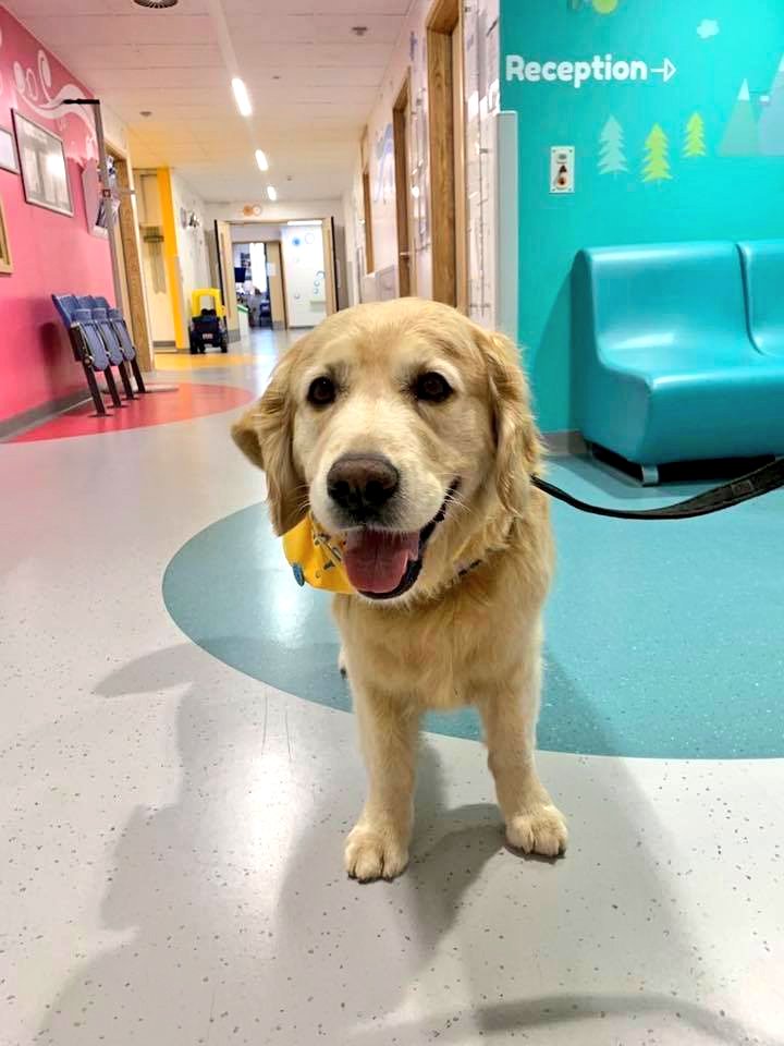 pauldunphy's tweet photo. This is Jessie. ❤️
She's an emotional support dog at a UK hospital (Southampton children's hospital). ❤️
Jessie shows kids it's not scary to have a echocardiogram, she shows them how to do it first. ❤️
Just lie down, hold your parent's hand and voila! ❤️
Dogs! ❤️ (Via @Goodable) https://t.co/aziIDiB2Fs