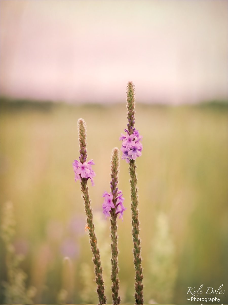 <a href="/selishots/">Selishots</a> I'm proud of this one. I'm a sucker for wildflowers.
