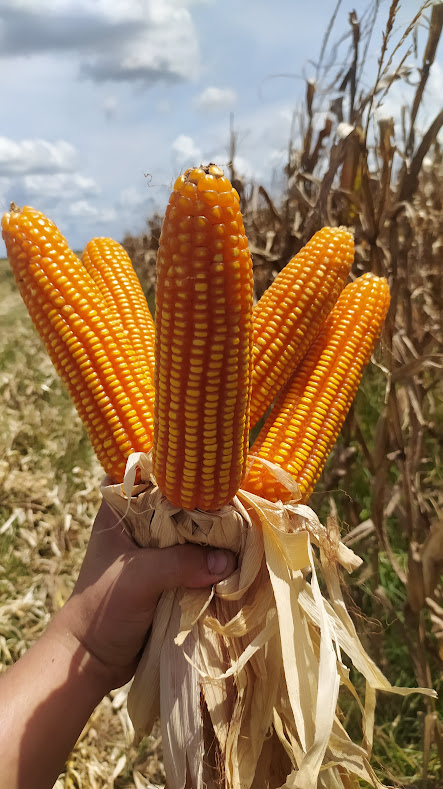 De la semilla a las manos del productor, de sus manos al campo; del campo de nuevo a las manos del productor y finalmente a la mesa de los venezolanos. 👨‍🌾🌱🌽 Maíz rubro bandera de la arepa venezolana 🇻🇪 Producción finca: La Quereña