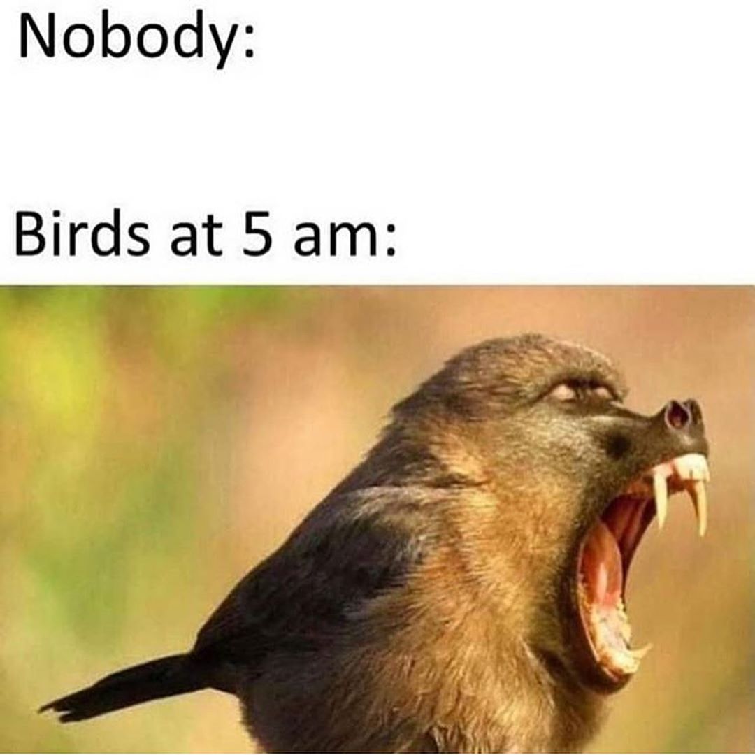 5gags0's tweet photo. nooooooo #memes https://t.co/gNdBknogXJ