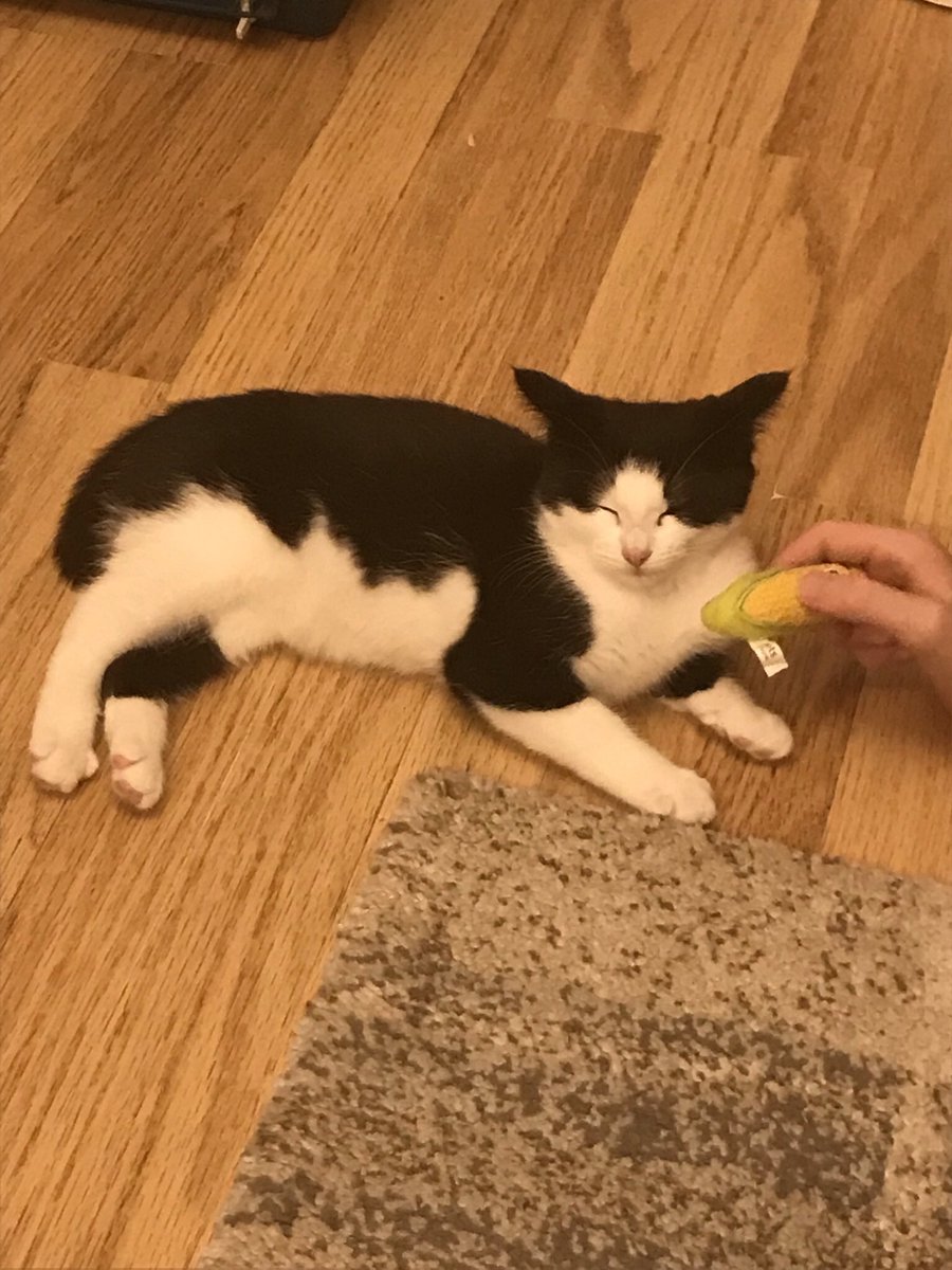 chomnkyboy's tweet photo. ooc//
announcement!! we adopted a rescue kitten yesterday, her name’s willow and she’s so sweet 😭 it’ll take a little bit of time to kinda find a cat twitter personality for her but you’ll most likely be seeing her around soon ;) https://t.co/SSsQzyiSeH