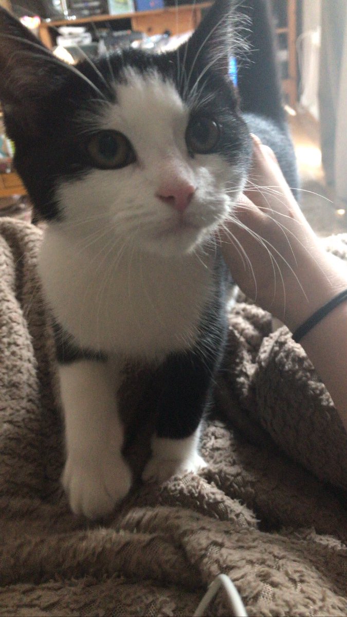 chomnkyboy's tweet photo. ooc//
announcement!! we adopted a rescue kitten yesterday, her name’s willow and she’s so sweet 😭 it’ll take a little bit of time to kinda find a cat twitter personality for her but you’ll most likely be seeing her around soon ;) https://t.co/SSsQzyiSeH