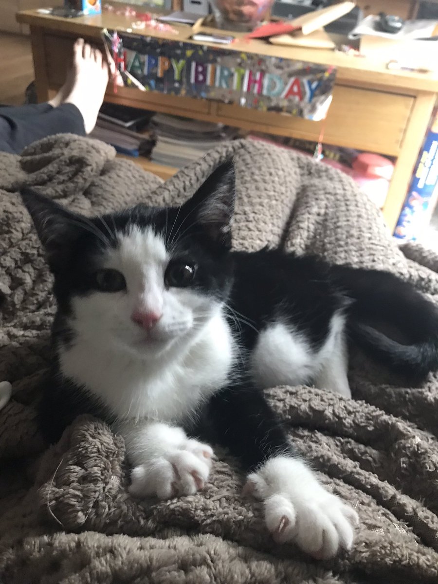 chomnkyboy's tweet photo. ooc//
announcement!! we adopted a rescue kitten yesterday, her name’s willow and she’s so sweet 😭 it’ll take a little bit of time to kinda find a cat twitter personality for her but you’ll most likely be seeing her around soon ;) https://t.co/SSsQzyiSeH