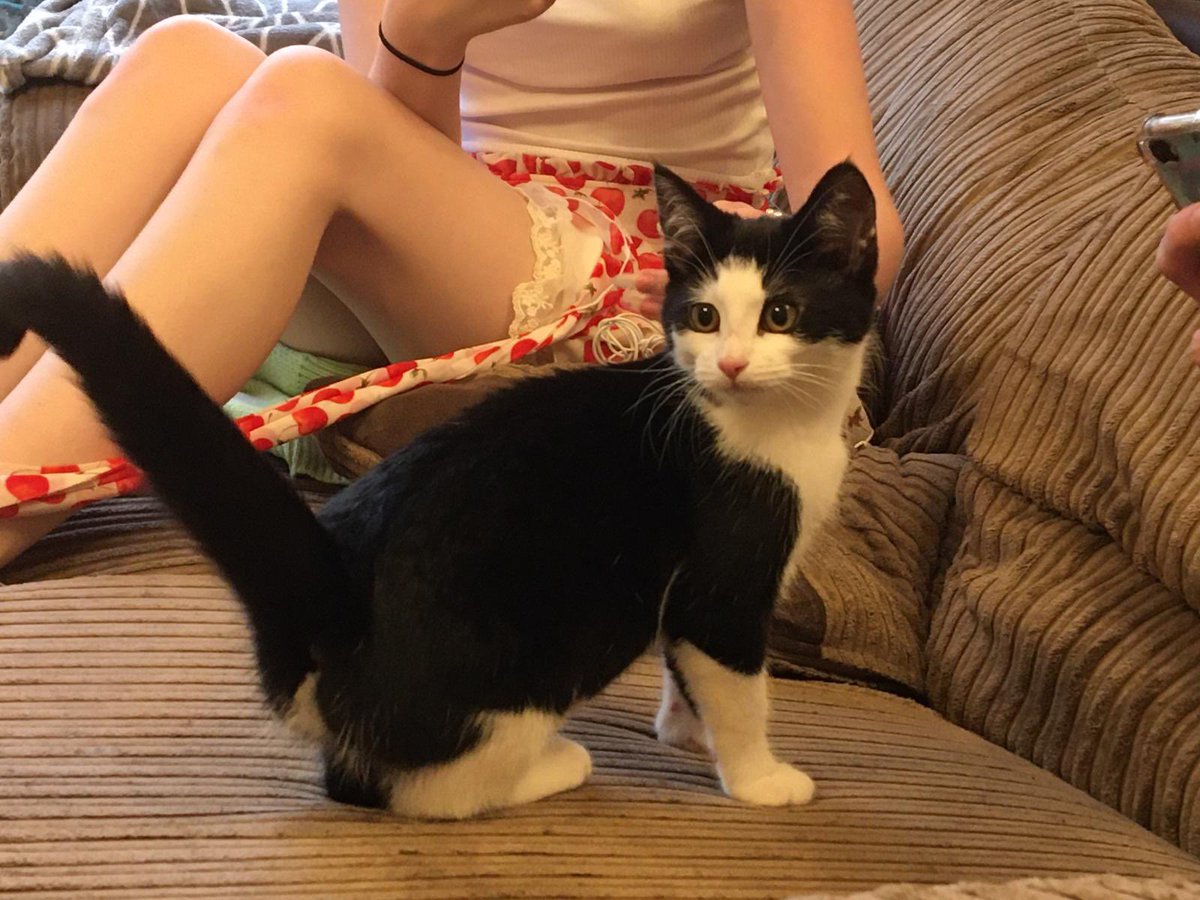 chomnkyboy's tweet photo. ooc//
announcement!! we adopted a rescue kitten yesterday, her name’s willow and she’s so sweet 😭 it’ll take a little bit of time to kinda find a cat twitter personality for her but you’ll most likely be seeing her around soon ;) https://t.co/SSsQzyiSeH