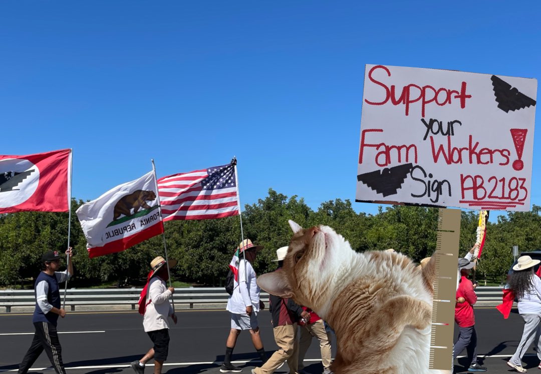 Shepherd on Twitter "RT JortsTheCat DAY 20 of marching in solidarity with farm workers in