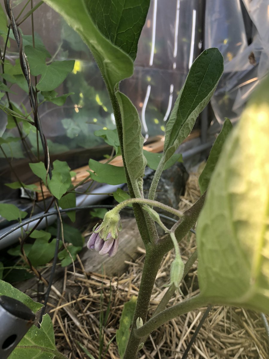 Todays #gardenmoment Heirloom tomatoes and my first eggplant flower!