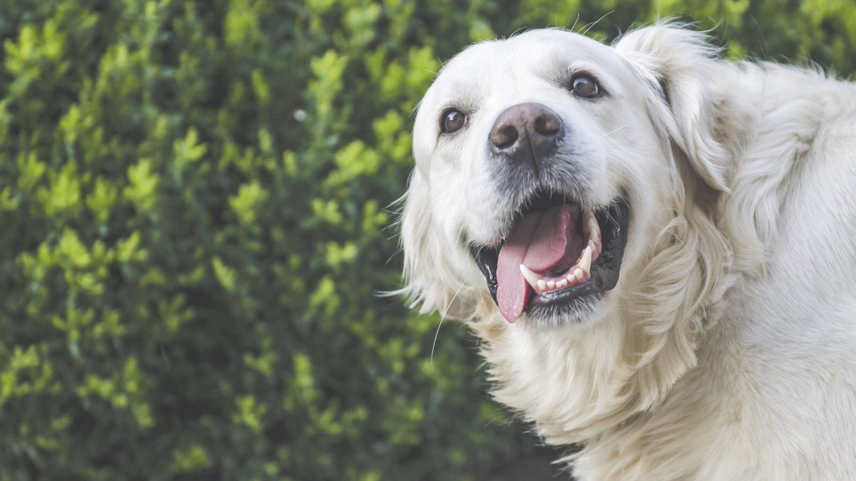 Getsetpet's tweet photo. Have you heard the good news? ✨

We’re hosting a market stall! This Saturday 27th August between 8am and 3pm✨

Pop down with your pooch and say hi to be featured on our socials! 🐶✨

More details coming soon...

#marketstall #DogsOnTwitter #dogs #dogsoftwitter #wokingham https://t.co/4Pob2dST6t