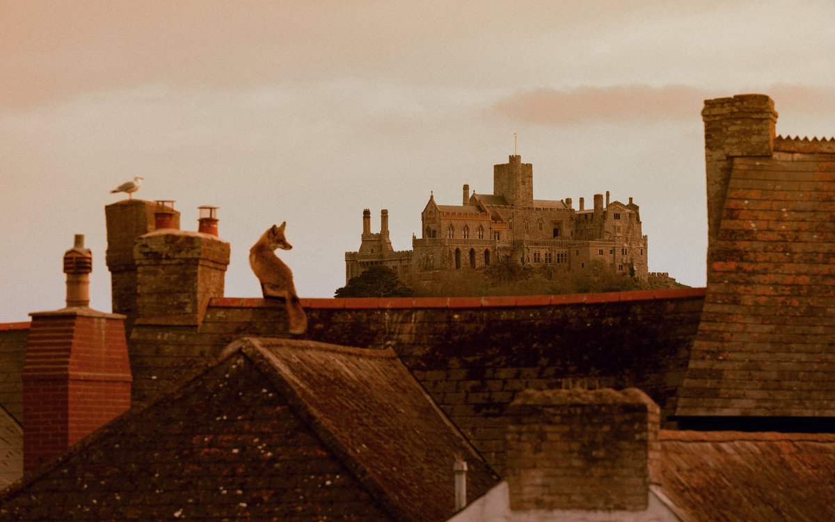 Robyn Walsh tweet media