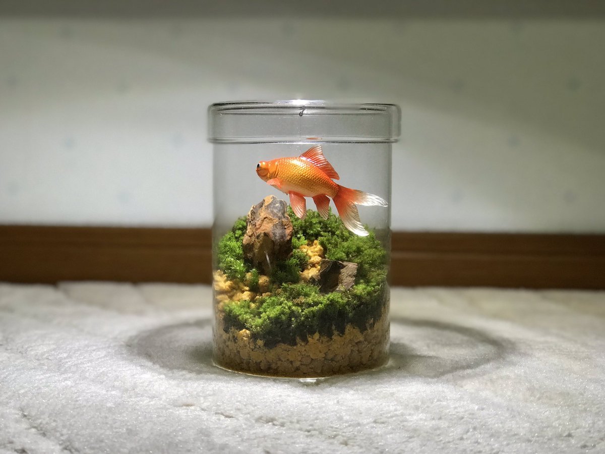 __hakoniwa_'s tweet photo. コケリウムの中で出目金を泳がせてみた
#コケリウム https://t.co/smx2eUtK19