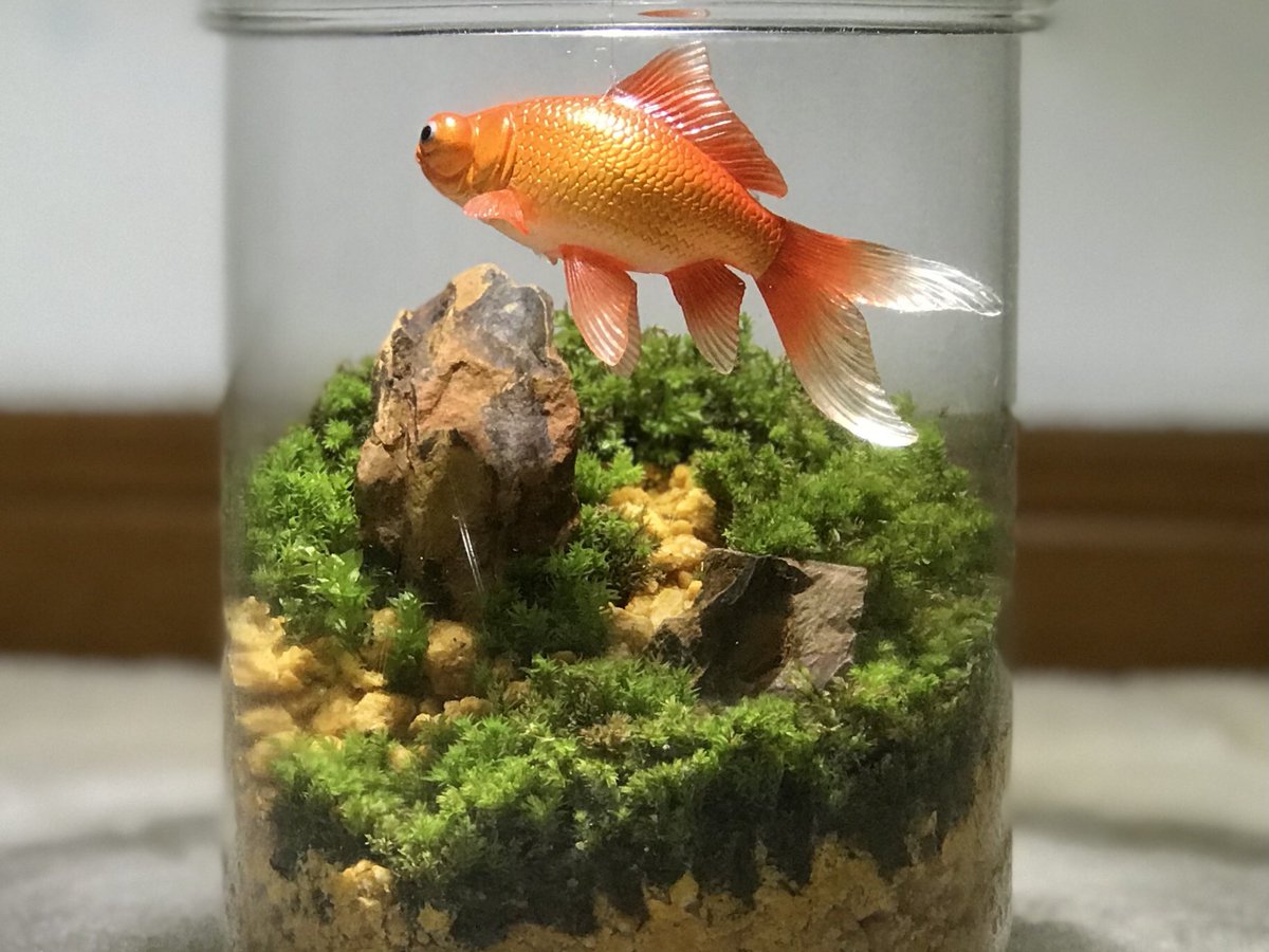 __hakoniwa_'s tweet photo. コケリウムの中で出目金を泳がせてみた
#コケリウム https://t.co/smx2eUtK19