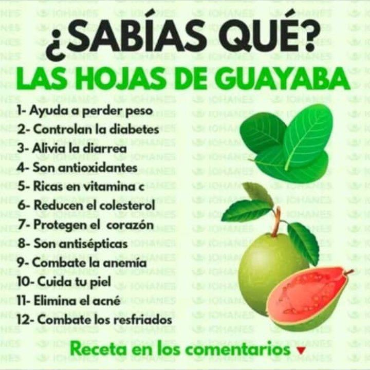 Arriba 93+ imagen recetas de remedios caseros con hojas de guayaba