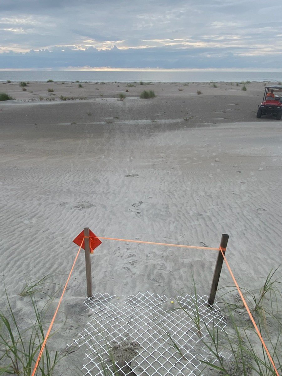 FOHISC's tweet photo. These babies had to crawl 307 feet to get to the water from where mama laid their nest 🐢💪🌊 #loggerheads of #HuntingIsland https://t.co/ixDP2dVvdA