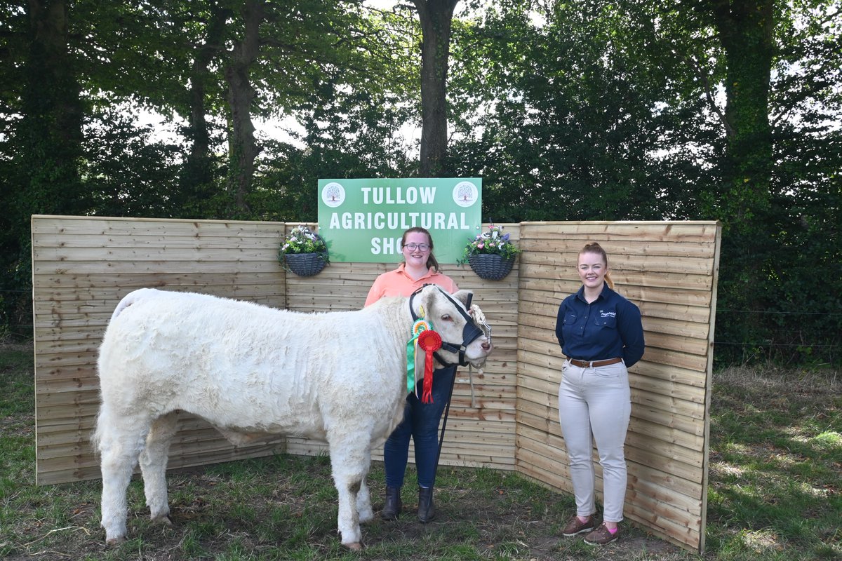 Rosette winners at the Tullow Show yesterday. <a href="/irishcharolais/">Charolais</a> sponsored by Highfield Veterinary #tullowshow