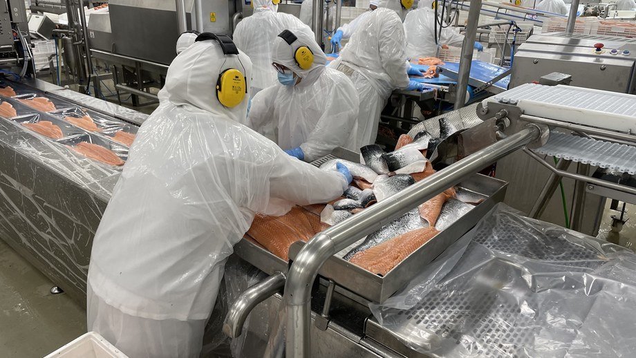 Salmonexpert tweet media