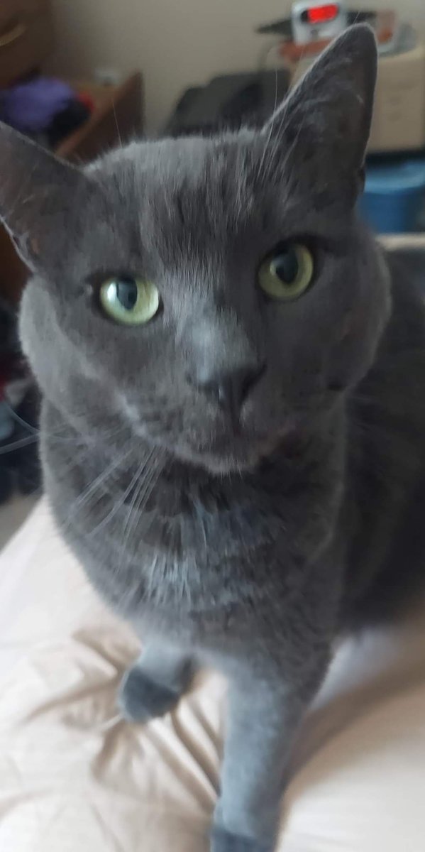 PeterBzdula's tweet photo. @adamgreattweet Skooma Battlestar galacticat https://t.co/LnCyMO6QiQ