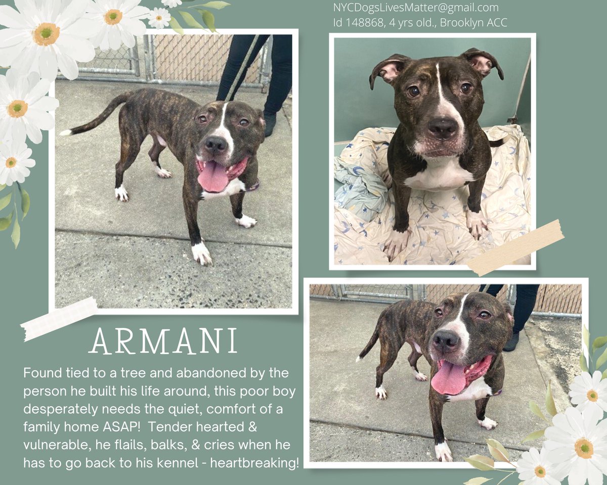ckarr2's tweet photo. THREE #KillCommands, can be #Murdered any moment, need #FOSTERS NOW!
*Gorgeous Husky GRAY, loves toys, needs structure
*Beautiful BLUESTONE, so sweet & dog friendly, a total lover boy
*Stunning THUNDER, tied to a tree & abandoned, just needs security, sensitive & affectionate https://t.co/FjBRVpQROa