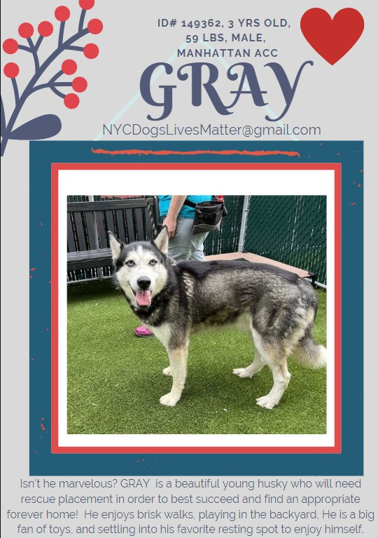 ckarr2's tweet photo. THREE #KillCommands, can be #Murdered any moment, need #FOSTERS NOW!
*Gorgeous Husky GRAY, loves toys, needs structure
*Beautiful BLUESTONE, so sweet & dog friendly, a total lover boy
*Stunning THUNDER, tied to a tree & abandoned, just needs security, sensitive & affectionate https://t.co/FjBRVpQROa