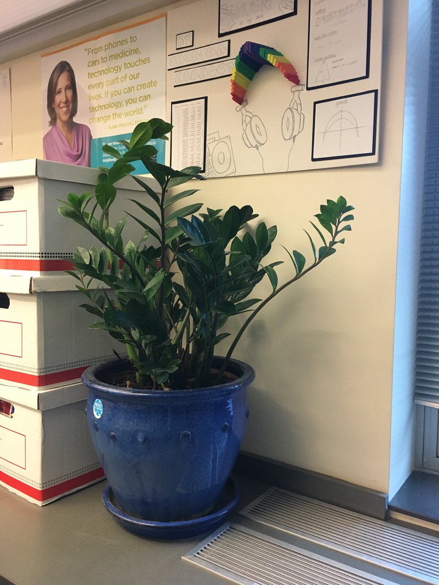 clintchan's tweet photo. @MathByTheMt I’ve had a Dieffenbachia and a ZZ plant in my classroom for years and I’m definitely not a plant expert! I also plan to add spider plants this year. https://t.co/1o6bw1T9OA