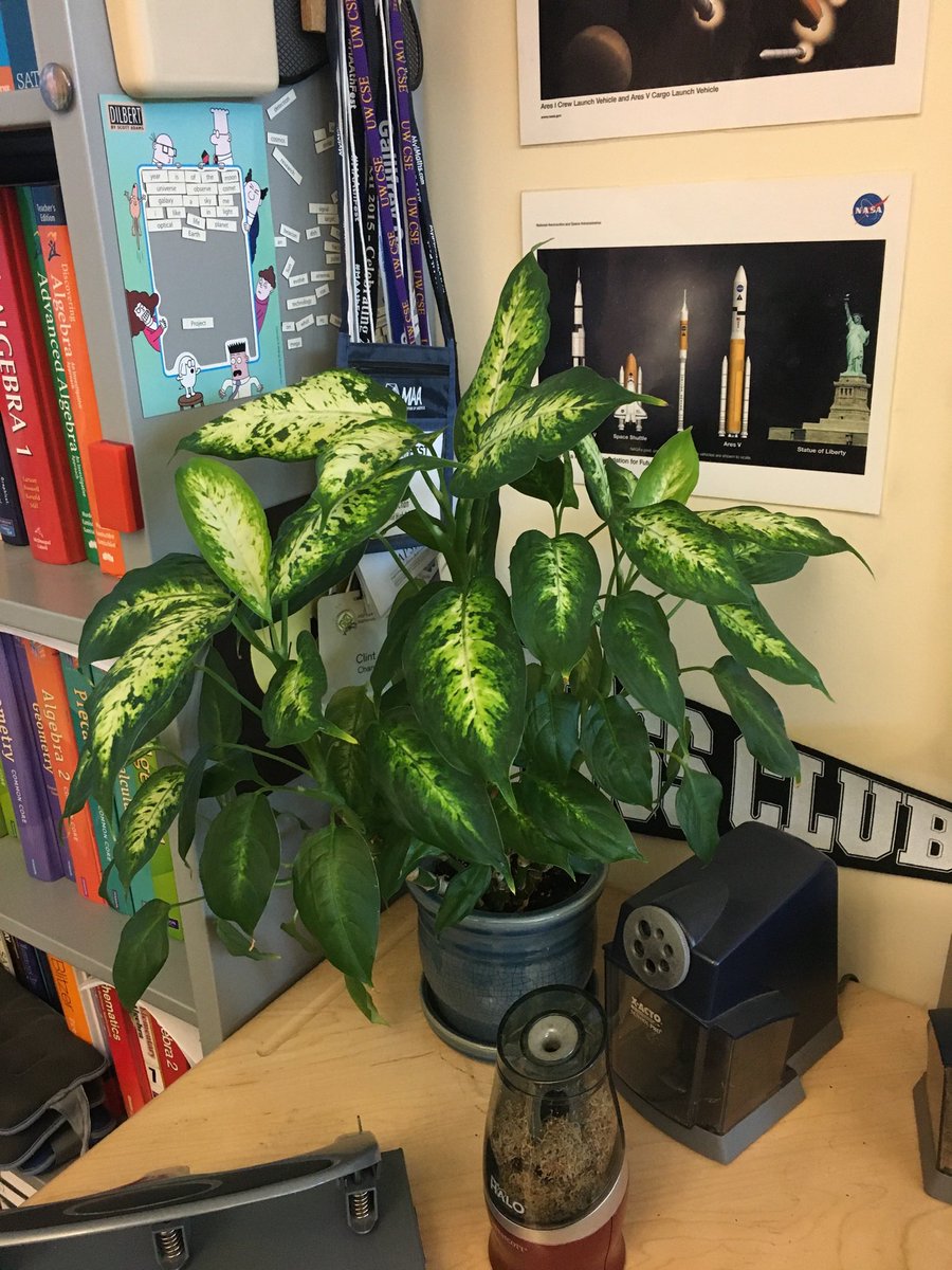 clintchan's tweet photo. @MathByTheMt I’ve had a Dieffenbachia and a ZZ plant in my classroom for years and I’m definitely not a plant expert! I also plan to add spider plants this year. https://t.co/1o6bw1T9OA