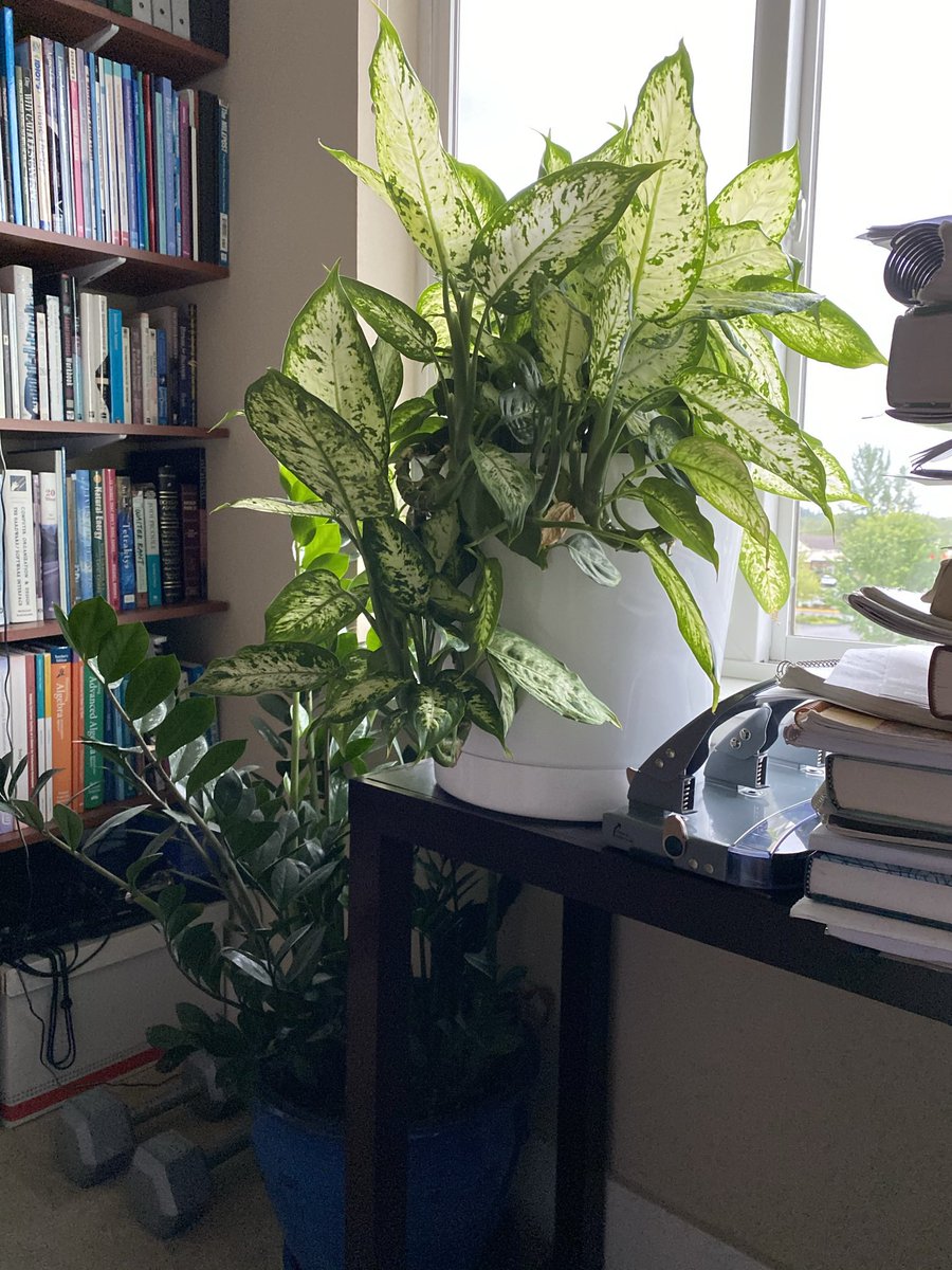 clintchan's tweet photo. @MathByTheMt I’ve had a Dieffenbachia and a ZZ plant in my classroom for years and I’m definitely not a plant expert! I also plan to add spider plants this year. https://t.co/1o6bw1T9OA