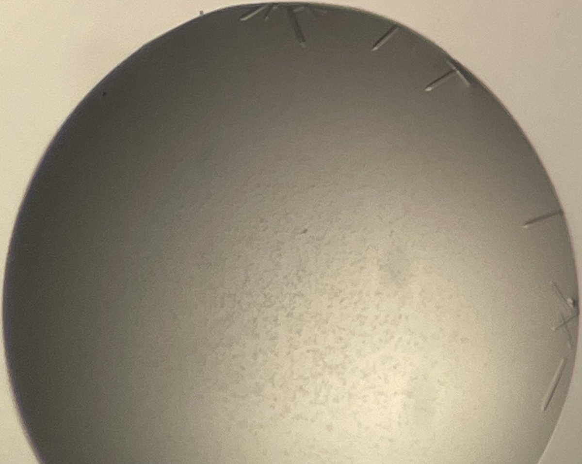 sofia.defelice tweet media