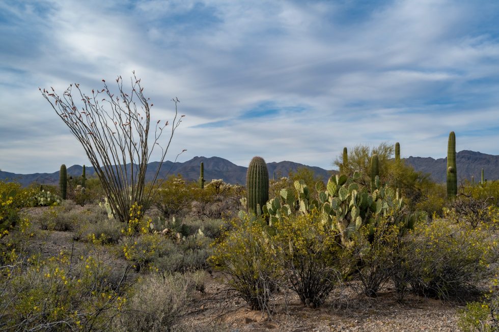 MercyGraceAZ's tweet photo. When you live in the southwest, symptoms like fever and chills may indicate something beyond your standard flu. Valley fever is an easily misdiagnosed fungal disease that can be quite serious. Learn to recognize the symptoms here:
https://t.co/TtvLX91XiE https://t.co/lzemguL3PA
