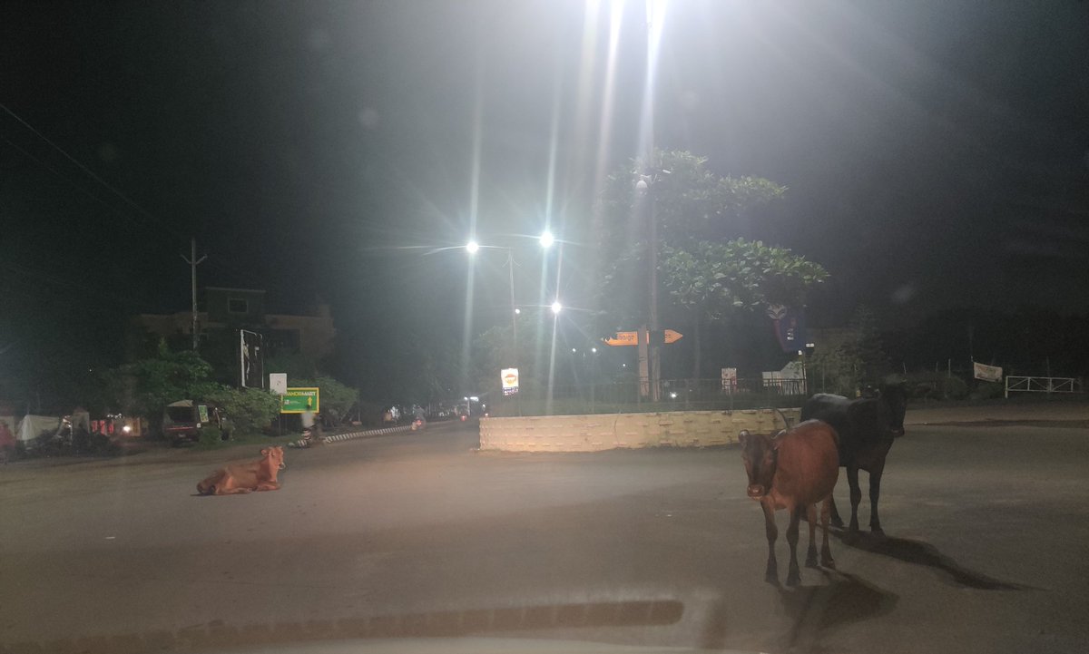 bbsrcapital's tweet photo. From Palaspali through Kargil road towards Pokhariput, a motorist will find a lot of stray and domestic cattles roaming freely or sleeping on road. Pokhariput roundabout is the safe cow shelter. Accidents happen due to this. @bmcbbsr @cpbbsrctc do not bother to pay any heed https://t.co/NbG4RBOf2t
