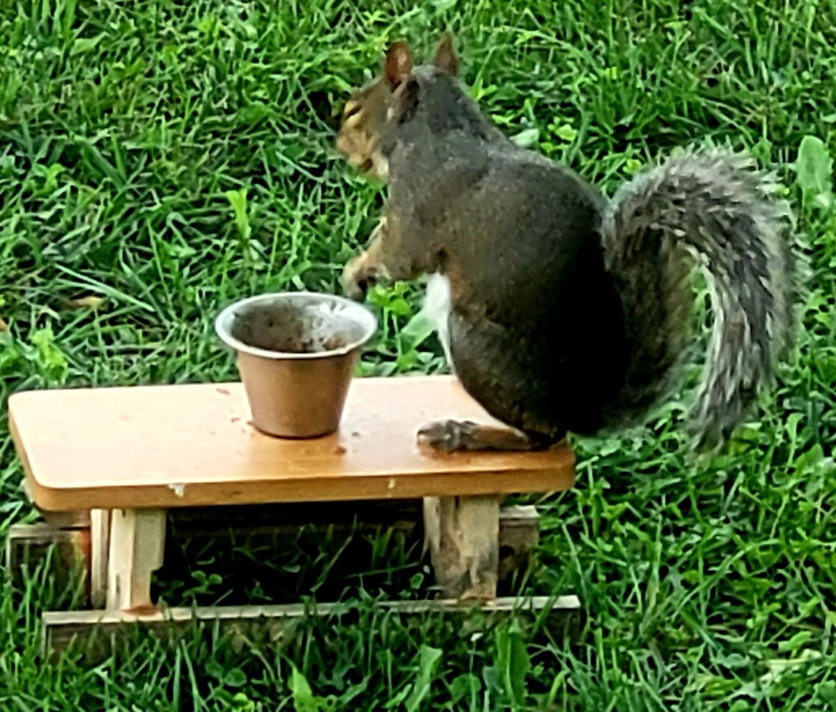 CrazyCharlie615's tweet photo. I'm still working on finishing this lunch, just need a min to catch my breath. The #TinyTable is busy today! https://t.co/wa0XiPY0dR