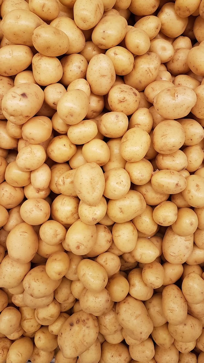 Samuel Gagnon (<a href="/universitelaval/">Université Laval</a> <a href="/ulcriv/">CRIV @ Laval U</a>) aims to technically advance #potato breeding and transgenesis by painstakingly developing dihaploid germplasm. @CAPBCanada #CAPB2022 #PlantBiotechnology #Genetics #PlantBreeding #GenomeEditing

Image: <a href="/unsplash/">Unsplash</a>