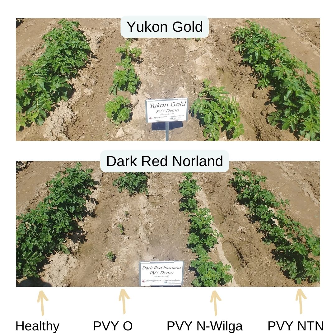 PotatoVirusInitiative:DevelopingSolutions tweet media