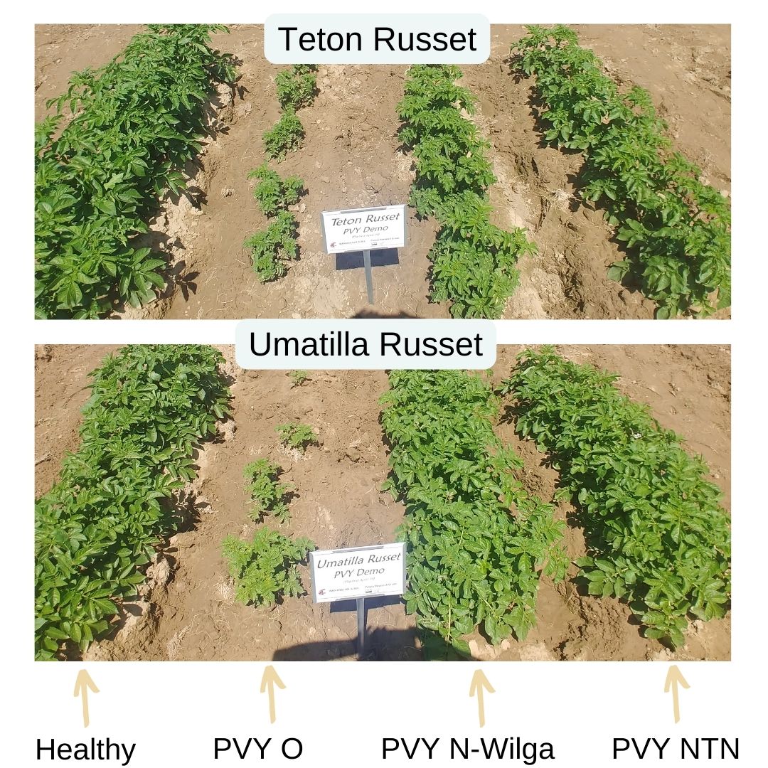 PotatoVirusInitiative:DevelopingSolutions tweet media