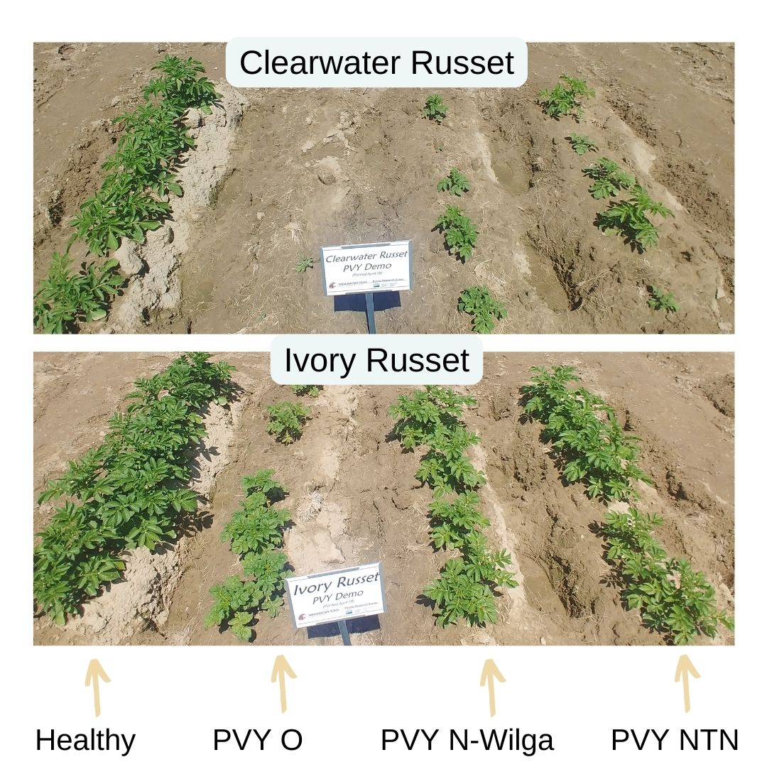 PotatoVirusInitiative:DevelopingSolutions tweet media