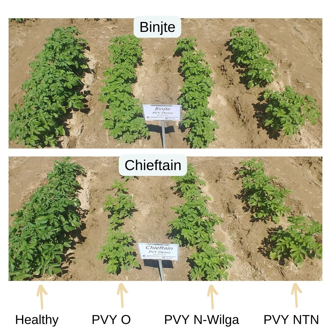 PotatoVirusInitiative:DevelopingSolutions tweet media