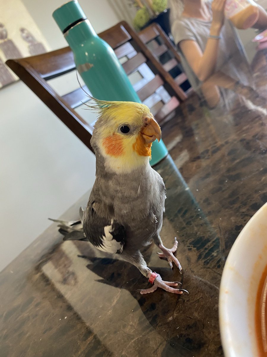 marlo_10's tweet photo. <**> PLEASE RETWEET<**>

MISSING BIRD from Albert Park (Regina, Saskatchewan)
$100-$200 REWARD

Name: “Maverick”

GREY COCKATIEL with a YELLOW HEAD and ORANGE cheeks, $100 reward to anyone that spots him, $200 to coax him indoors. 

Marlo
(306) 807-6053 https://t.co/pz5La40HnG