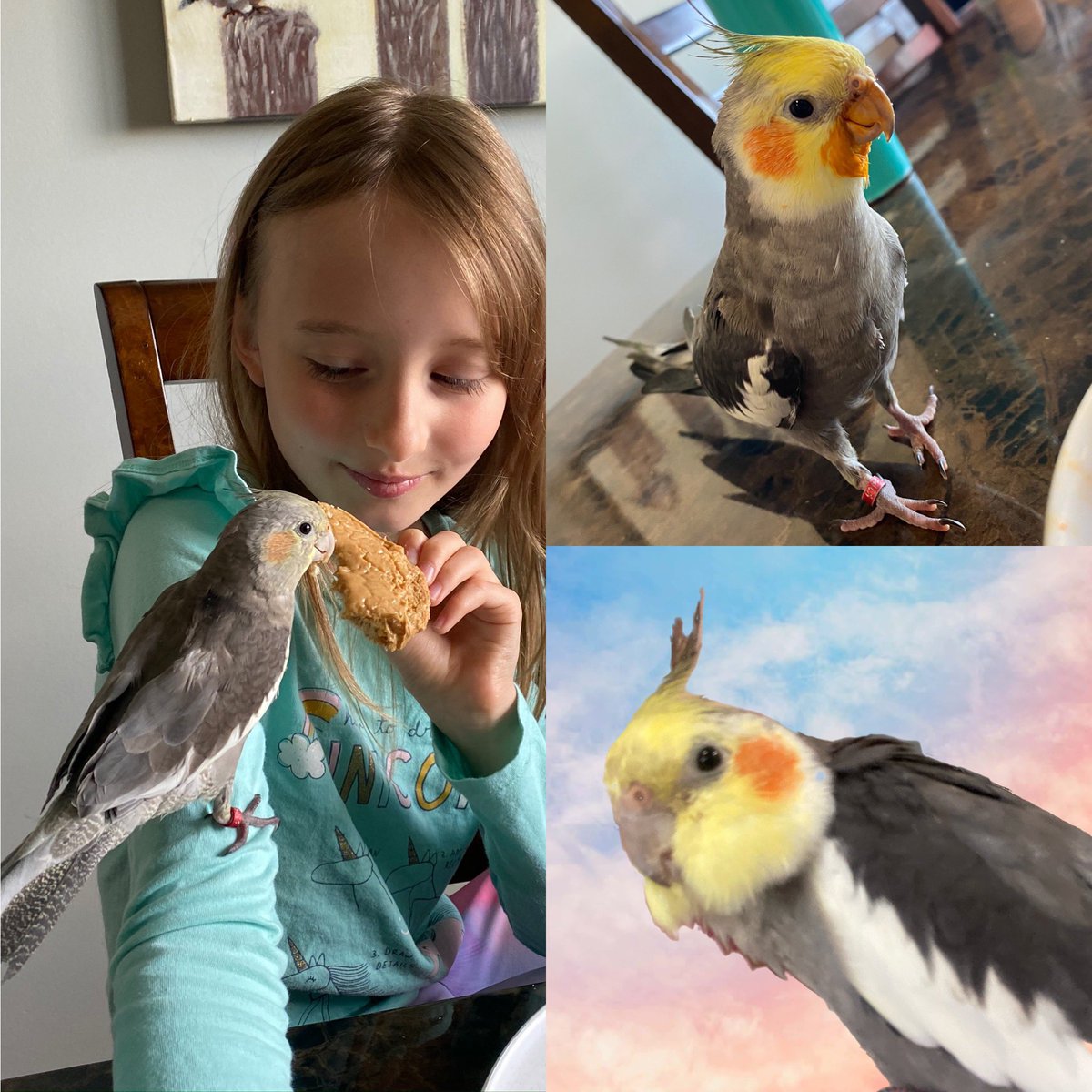 <**> PLEASE RETWEET<**>

MISSING BIRD from Albert Park (Regina, Saskatchewan)
$100-$200 REWARD

Name: “Maverick”

GREY COCKATIEL with a YELLOW HEAD and ORANGE cheeks, $100 reward to anyone that spots him, $200 to coax him indoors. 

Marlo
(306) 807-6053