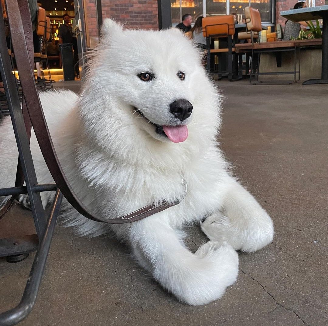 dog_rates's tweet photo. This is Summer. And this is how she sits. She doesn't care if you have a problem with it. 13/10 ok Summer https://t.co/Hd86dEjaes