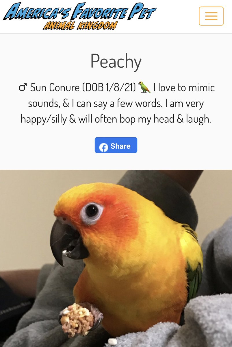 PeachySunConure's tweet photo. Please vote for me in 𝗔𝗺𝗲𝗿𝗶𝗰𝗮’𝘀 𝗙𝗮𝘃𝗼𝗿𝗶𝘁𝗲 𝗣𝗲𝘁 contest! It’s the first time that non-traditional pets are allowed in the contest, so let’s have a 🦜 winner!
https://t.co/GKj6Exaicl

#americasfavoritepet #petcontest #animalcontest #sunconure #conure #talkingparrot https://t.co/Q38zAdOfcJ