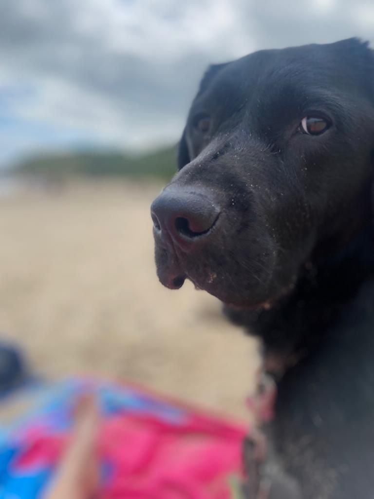 Kings_Hospital's tweet image. Two years ago today, Clair Breen, travelled to Cork to train with @irishguidedogs and came home with Nala 🐾.
We are so grateful to have Nala, our #KHCommunityDog 🐶.
Happy 2 year #KHWellBeingAmbassador Anniversary💝

#WeAreKHFamily
#WeAreKHSchool