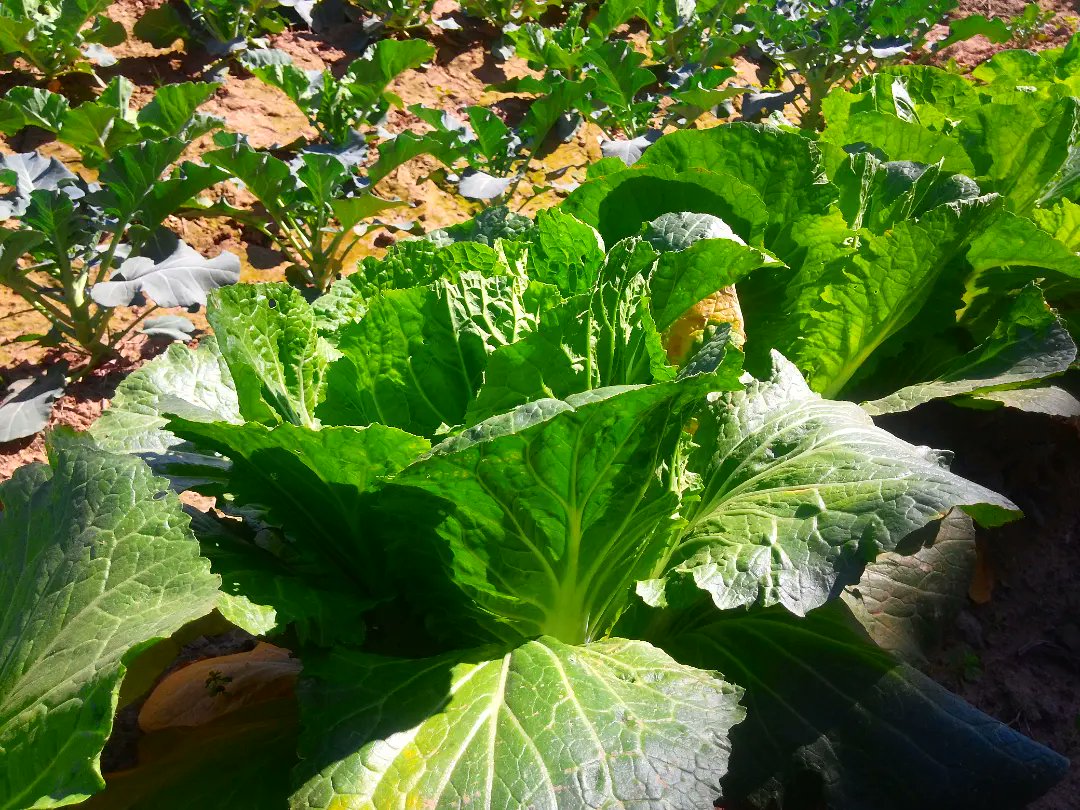 Organic Chinese Cabbage 
.
. 
. 
. 
#growyourownfood #instagarden #ediblegarden #gardenactivist #naturelovers #permaculture #gardenlife #mygardenlife #gardenblogger #instagardeners #green #hassanorganicgardeningandfood #chinesecabbage #chinacabbage #chinesesalad