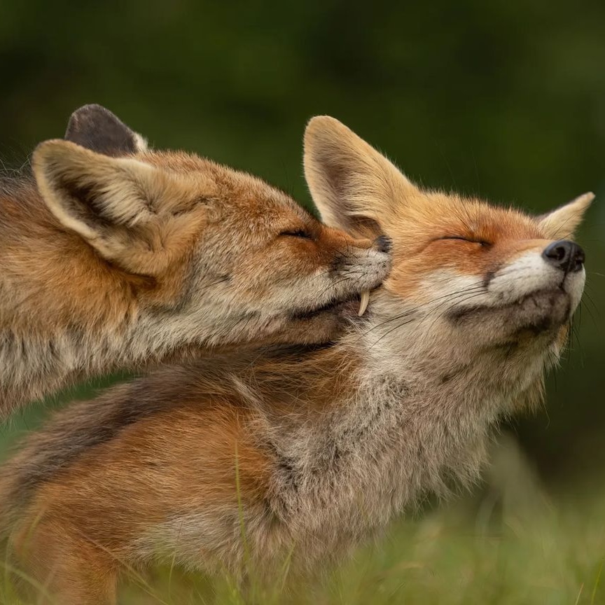 fox_lover_life's tweet photo. A little father and son time.
-
-
#fox #redfox #foxesofinstagram #arcticfox #foxred #wildfox #babyfox #vulpesvulpes #fennecfox #foxlife #foxlovers #cutefox #photofox #foxdrawing #vulpes #foxplay #foxlover #articfox #foxfurcoat #snowfox #foxs #foxes_club #clevyrthystle https://t.co/nGHfKipgDV