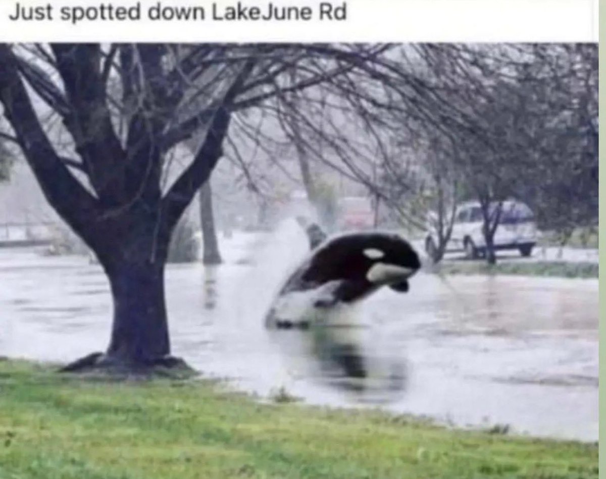 ronchibob's tweet photo. Willy spotted in my hood! #Dallas #flooding #flashflood #lakejune #pleasantgrove https://t.co/KOXcGzlgZ2