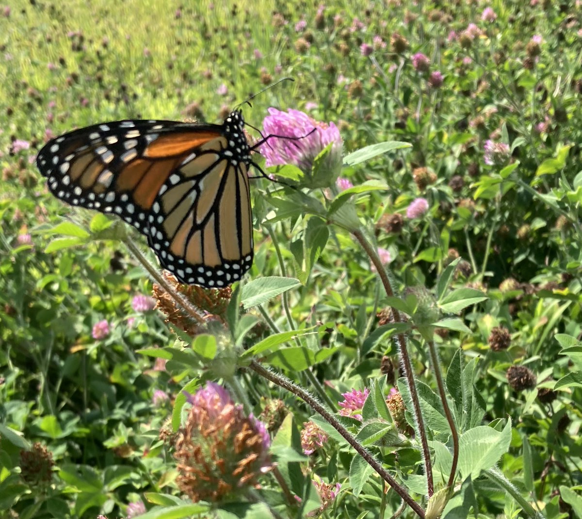 We want agriculture to do right by nature. Nice to see our research legume plots at Kingman Farm supporting some winged friends! <a href="/NH_AES/">UNH Ag Research</a>