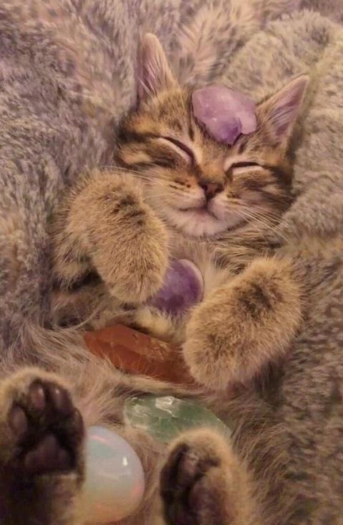 tarotunincisii's tweet photo. Herkese merhabalarrr , ücretsiz tarot açılımı yapıyoruum 🍀 Tek yapmanız gereken takip edip rt yapmak 🌺✨.  Enerjiniz bol olsunn #tarot #tarotcards #tarotreader https://t.co/UgqZIqTCD4