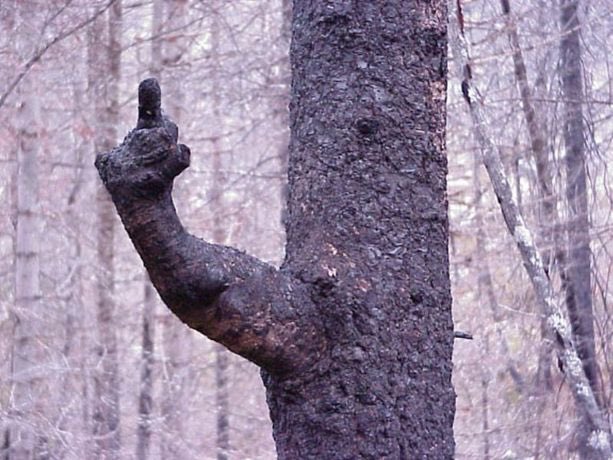 IndecisiveJones's tweet image. herschel walker: don’t we have enough trees around here?

mother nature: