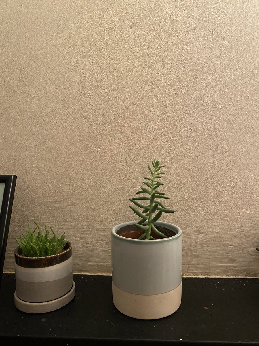 ktlxngls's tweet photo. @afrayn ok this is our only current alternative the other pots are too big. i think he might be drowning but he’s vertical - thank you! https://t.co/x5PRzTR7tW