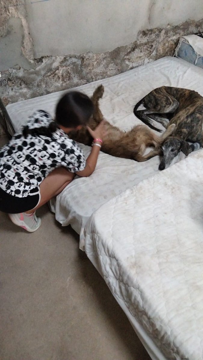 criptanaAni's tweet photo. Los niños que viven con perros aprenden habilidades sociales, aumentan su capacidad de empatía y desarrollan su sentido de la responsabilidad
Sois el futuro
#educacioninfantil #DogsOnTwitter #CastillaLaMancha #criptananimal https://t.co/MQQNRiil4G