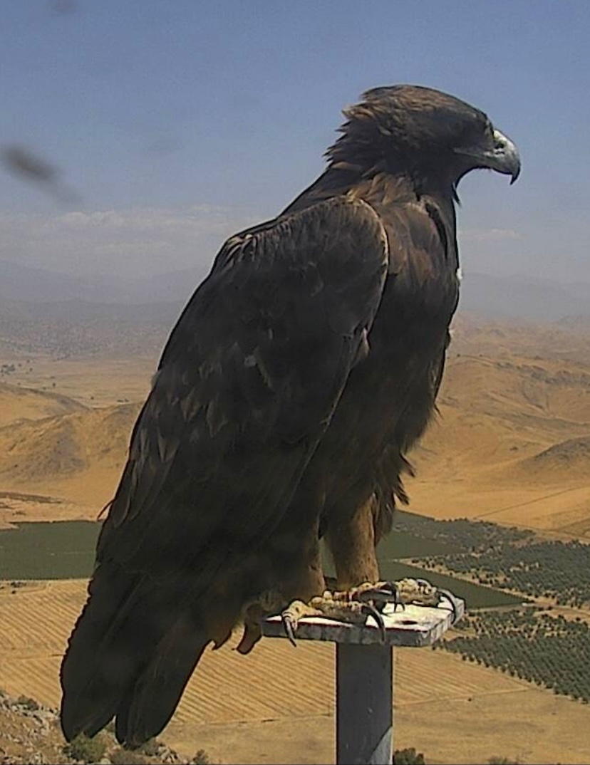 san_surname's tweet photo. Okay bird people: is this a Golden Eagle? #birdwatching 

#FireCamBirds

https://t.co/v1FkZBRlBB https://t.co/RmmlyI0xtX