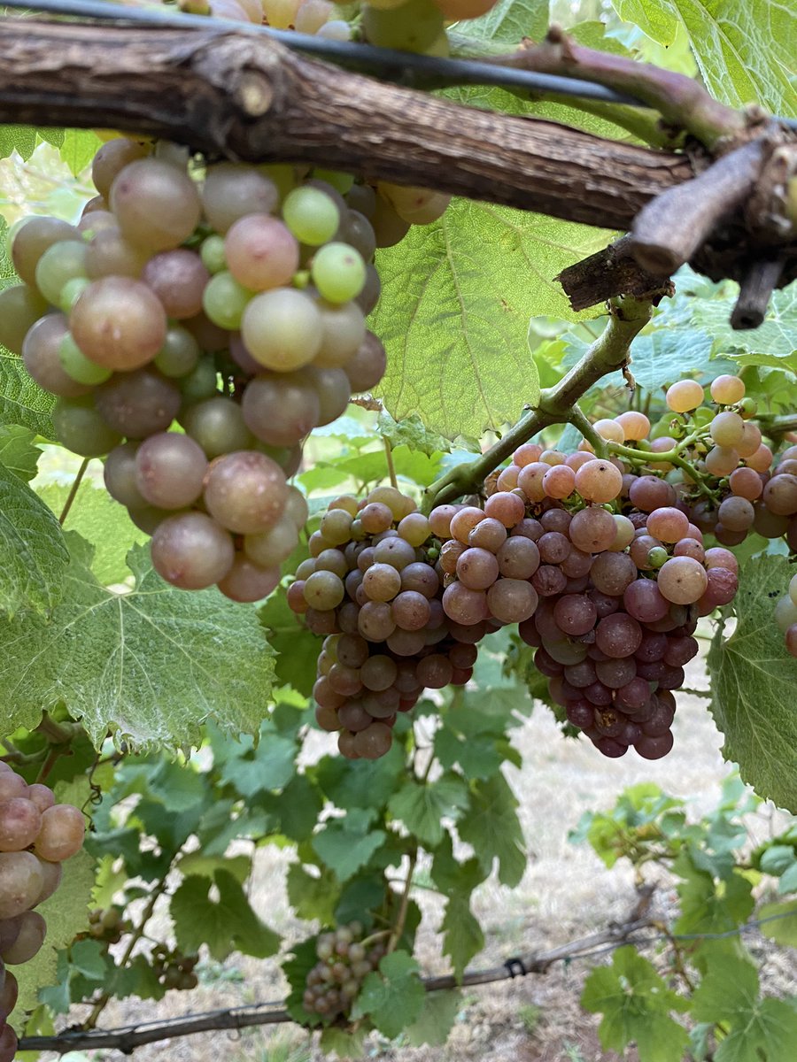 vines_the's tweet photo. #Siegerrebe bunches of loveliness from tonight’s #Vineyard ramble #Vendage soon! 🍇 https://t.co/f0hwzmA5tc